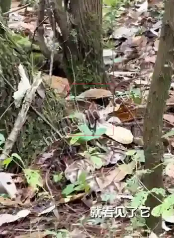 夫妻上山捡菌